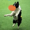 FLYING DISC PET TOY 4