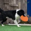 FLYING DISC PET TOY 3