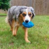 SQUEAKY CHEW BALL 6